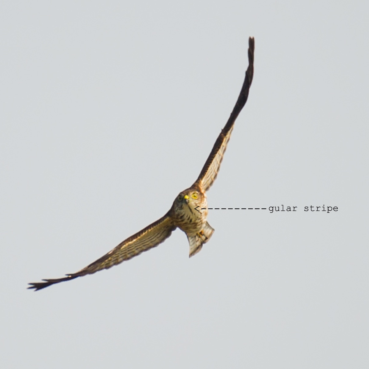 Japanese Sparrowhawk