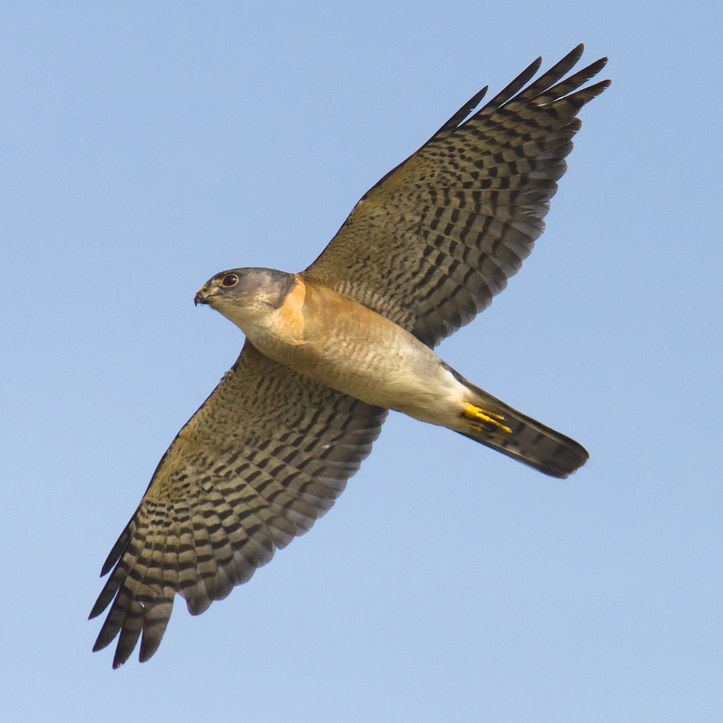 Japanese Sparrowhawk