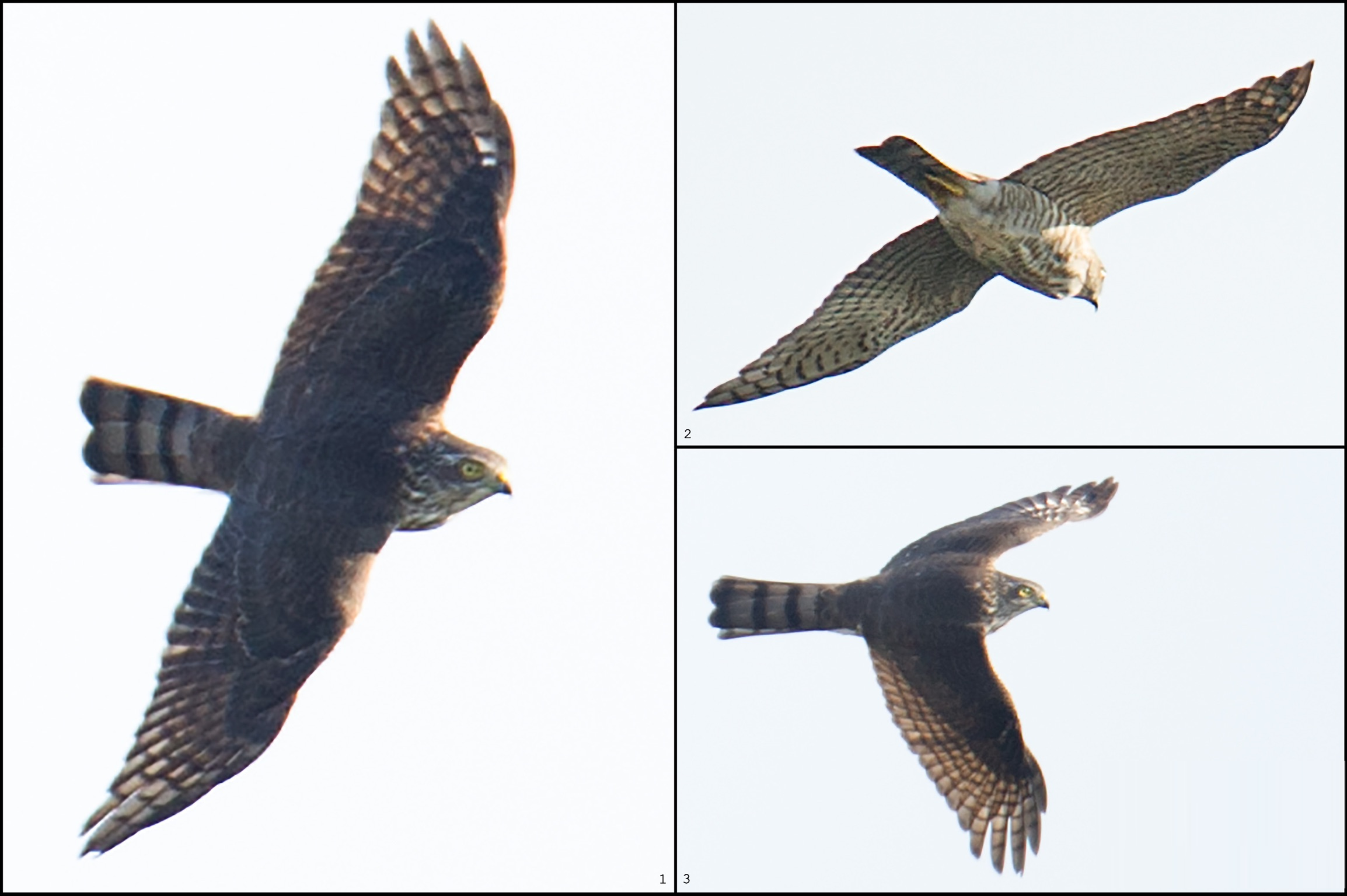 Japanese Sparrowhawk