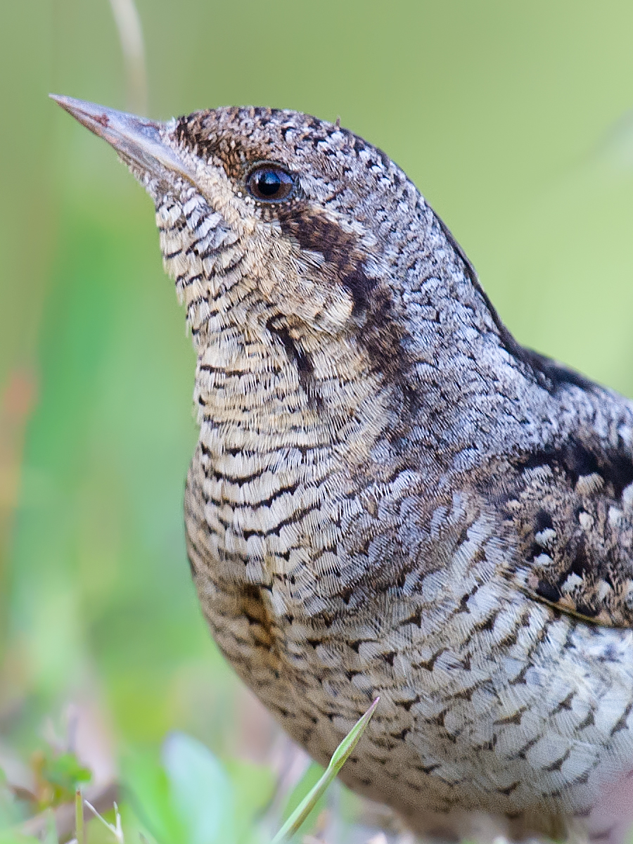 Eurasian Wryneck