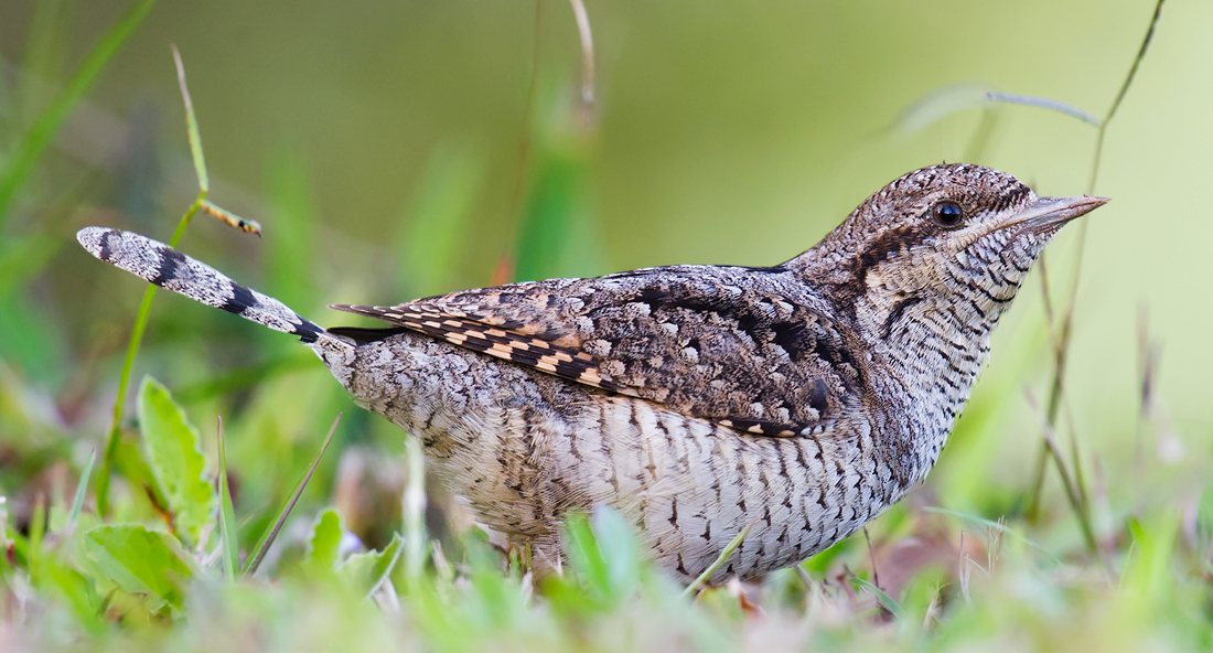 Eurasian Wryneck