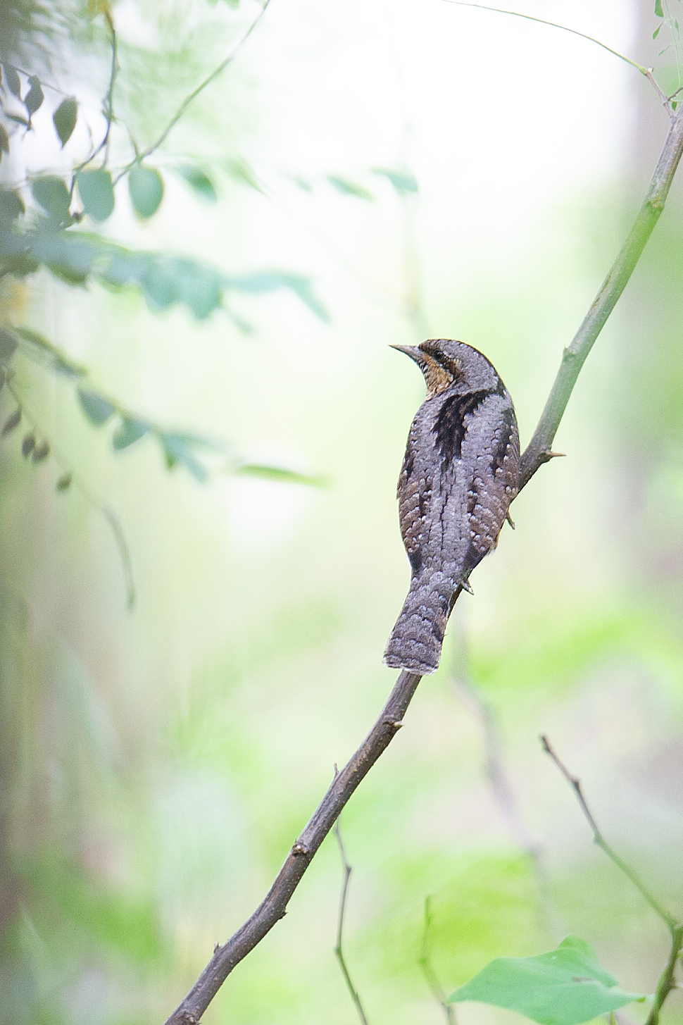 Eurasian Wryneck