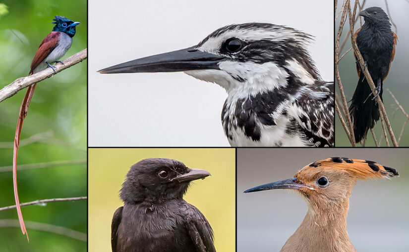 Birding Shanghai’s Bayside Forest Park and Fengxian Wetlands