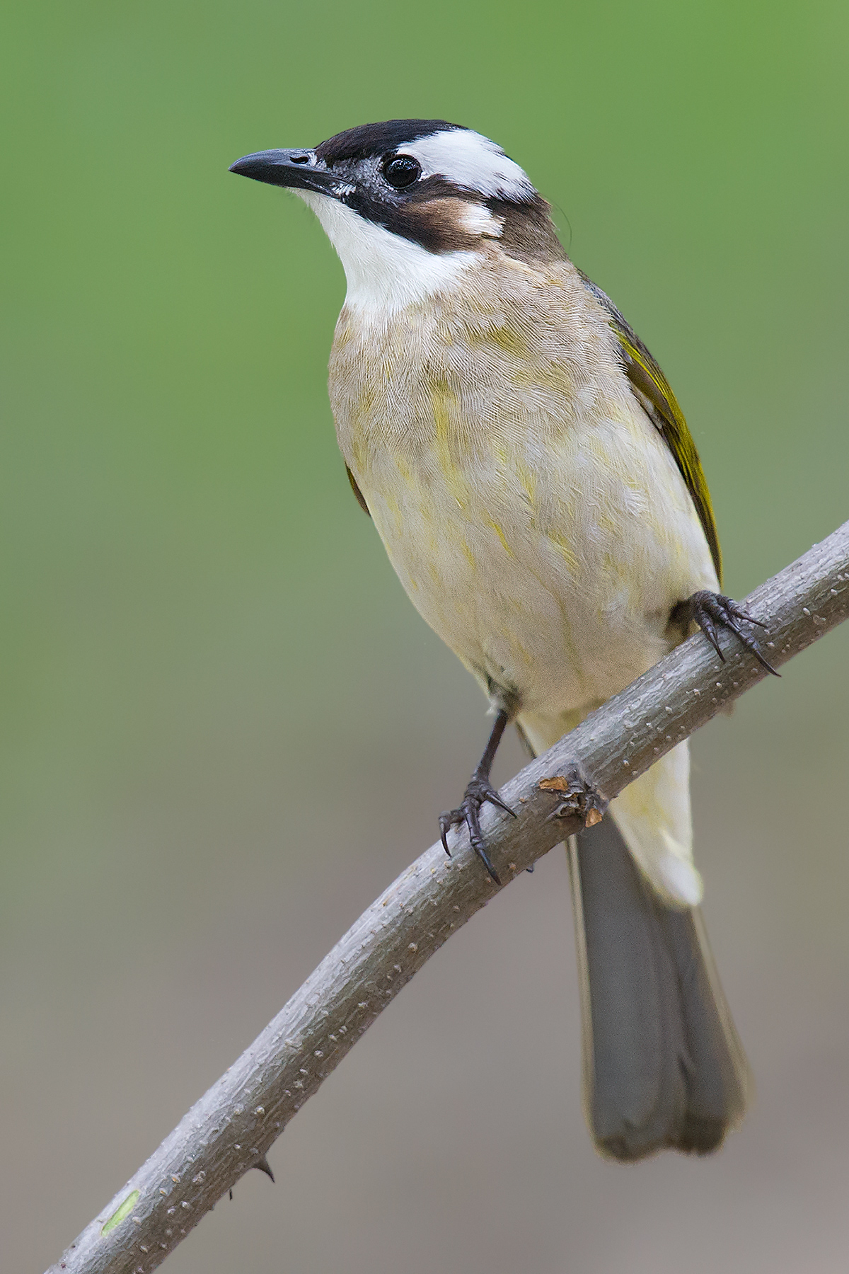 Light-vented Bulbul