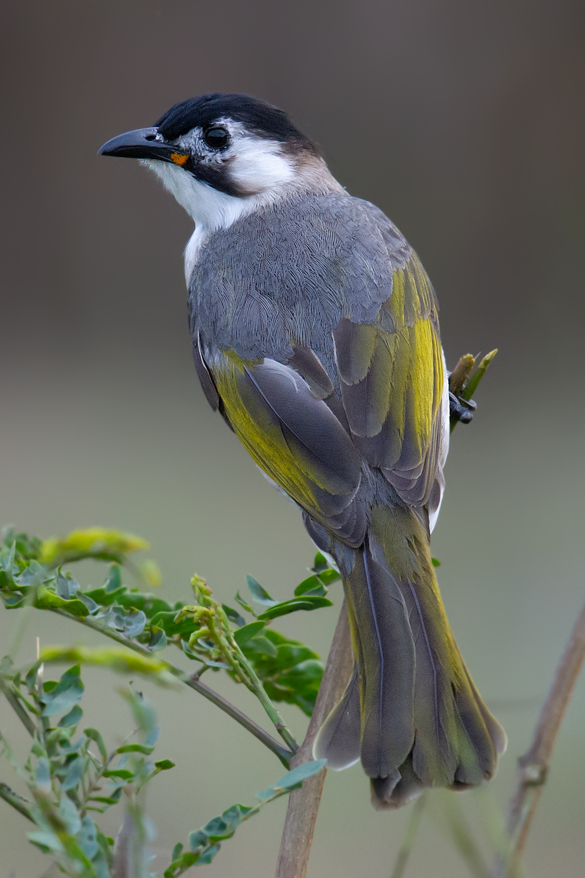 Styan's Bulbul