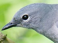 Black-winged Cuckooshrike