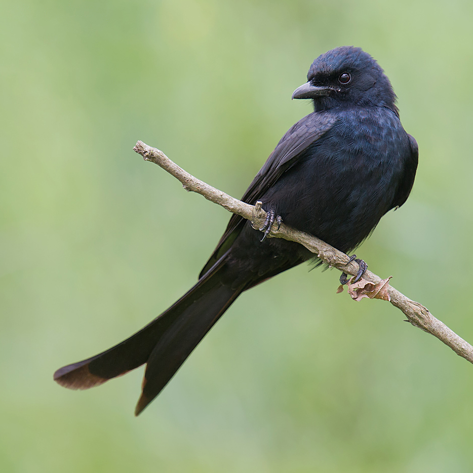 Black Drongo