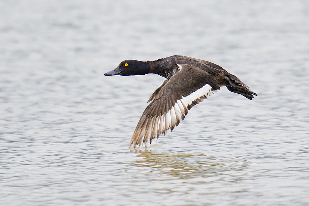 Tufted Duck