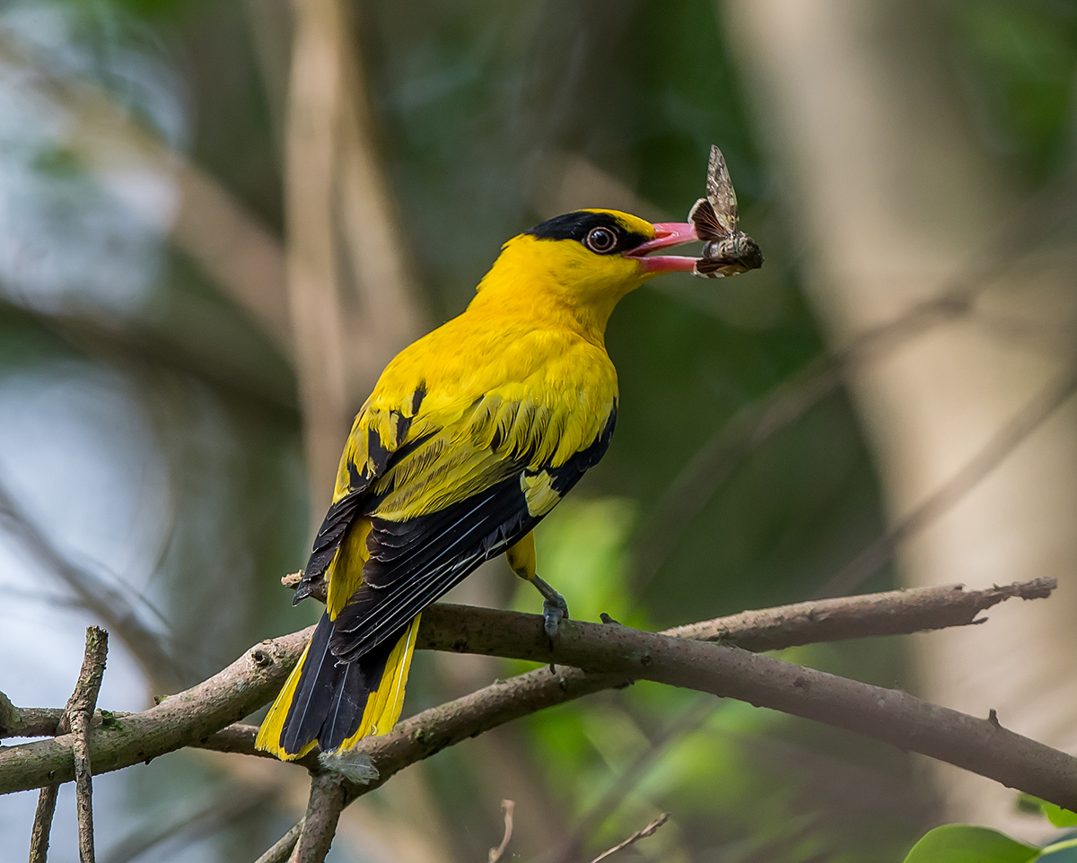 Black-naped Oriole