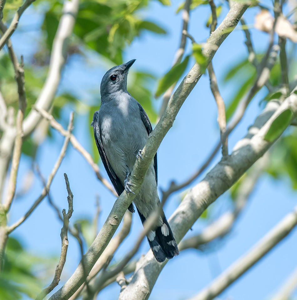 Black-winged Cuckoshrike