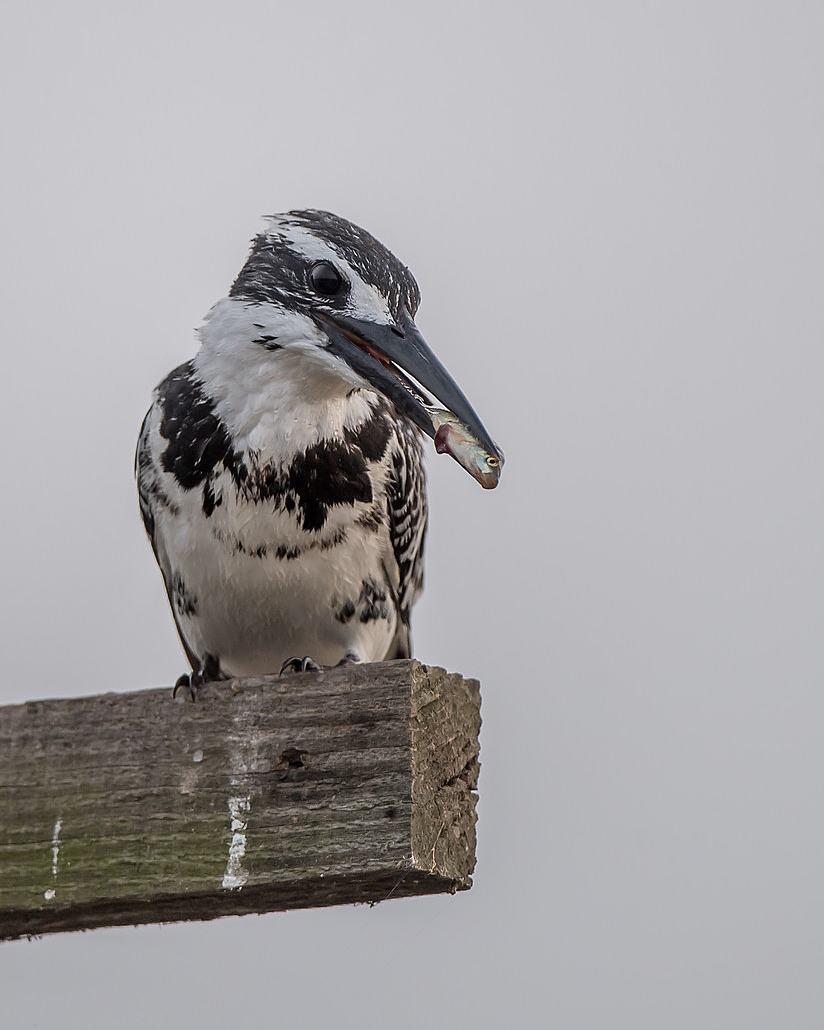 Pied Kingfisher