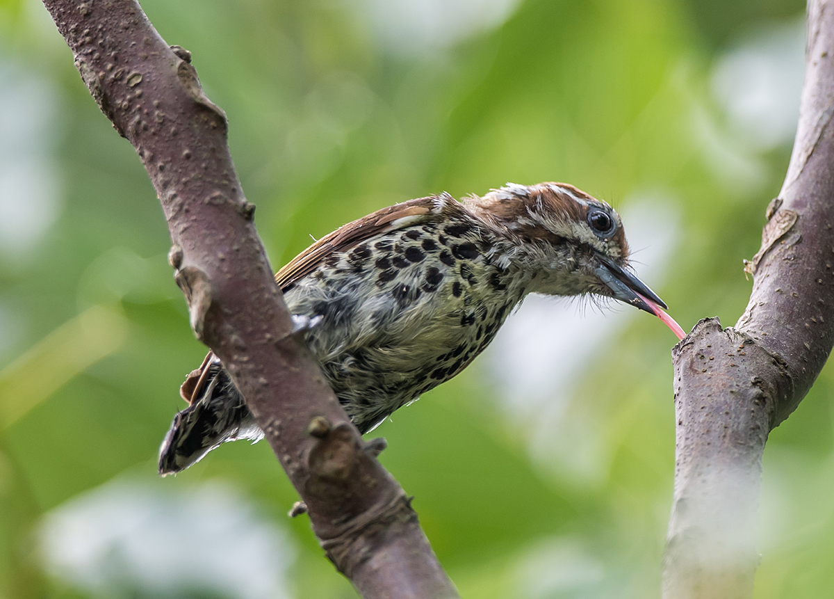 Speckled Piculet