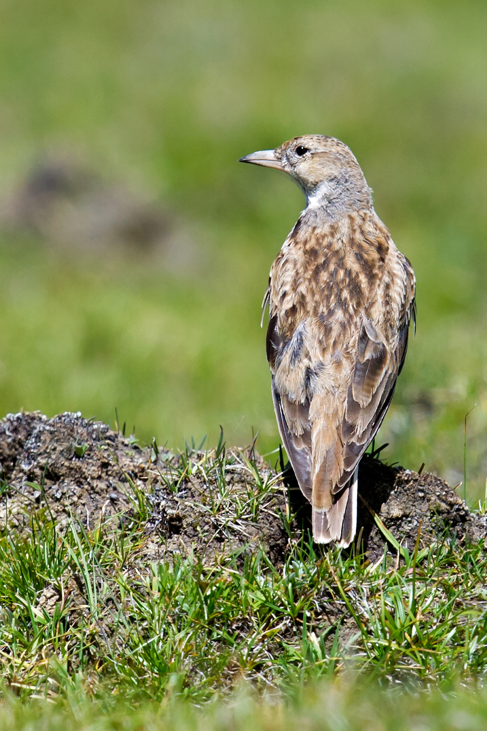 Tibetan Lark