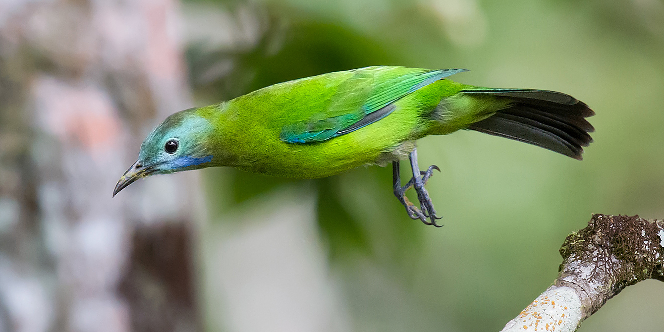 Orange-bellied Leafbird