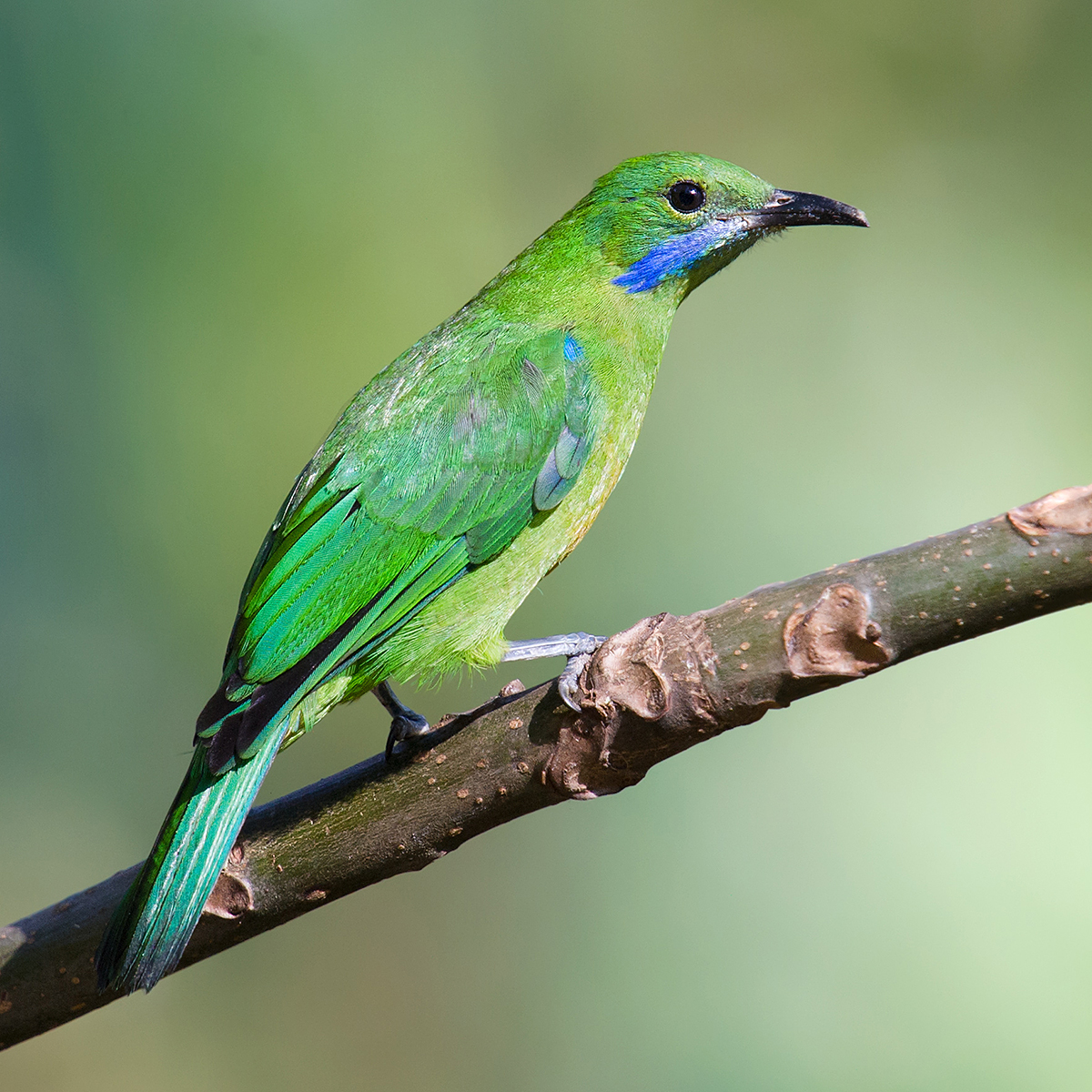 Orange-bellied Leafbird