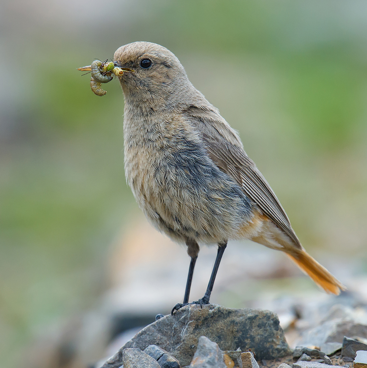 Güldenstädt's Redstart (White-winged Redstart)