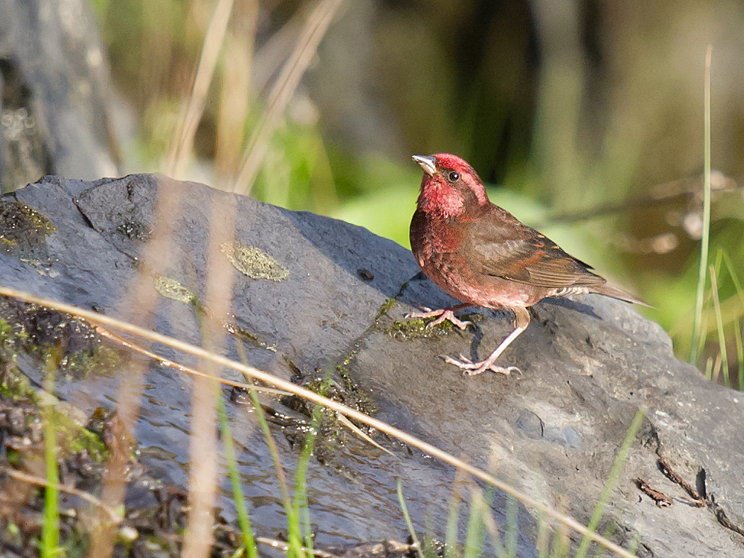 Dark-breasted Rosefinch