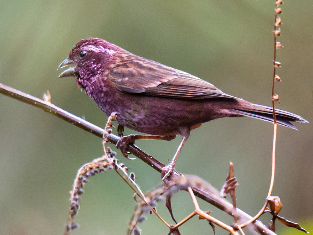 Dark-rumped Rosefinch