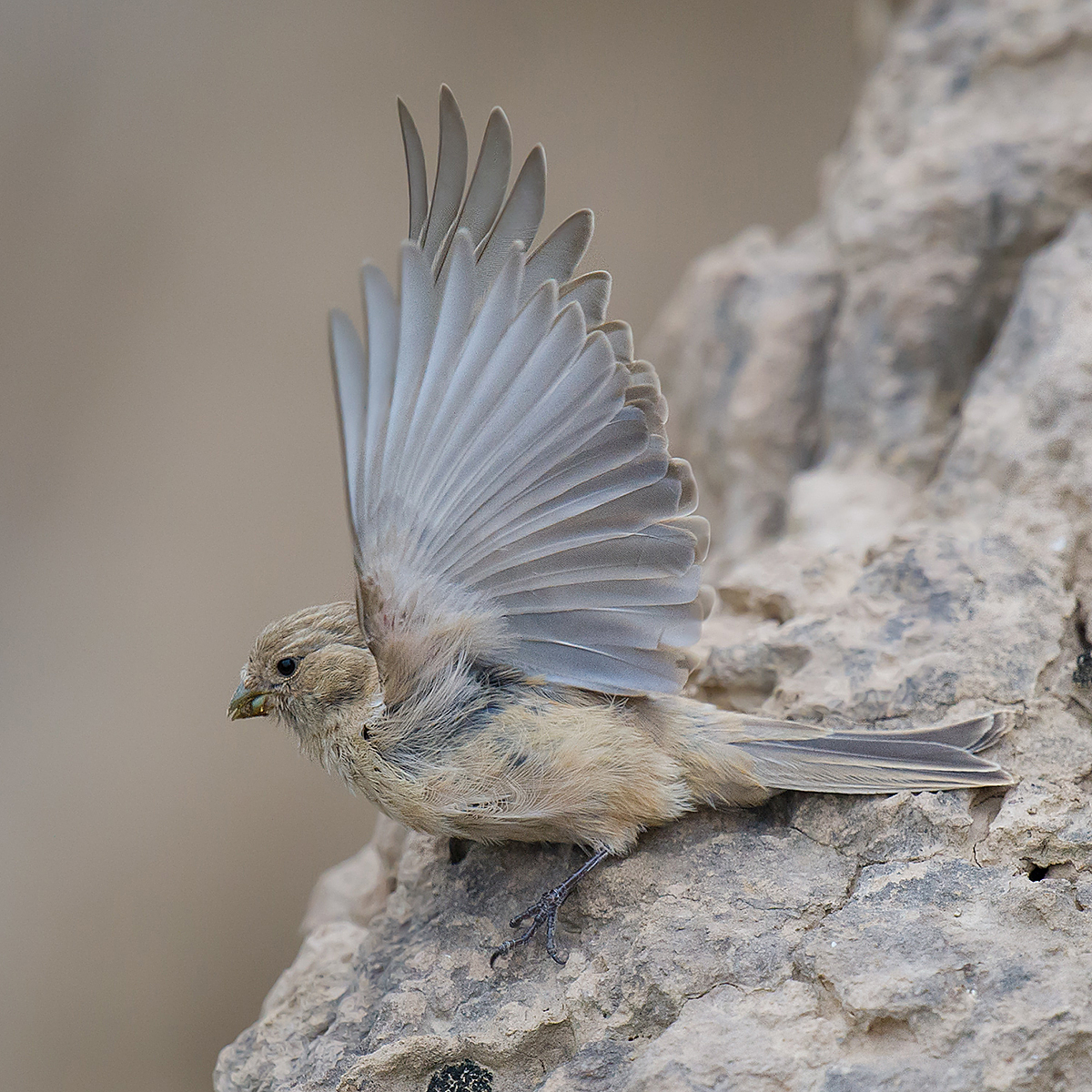 Pale Rosefinch