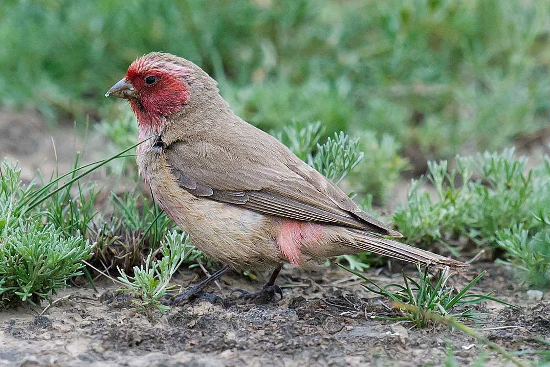 Pale Rosefinch