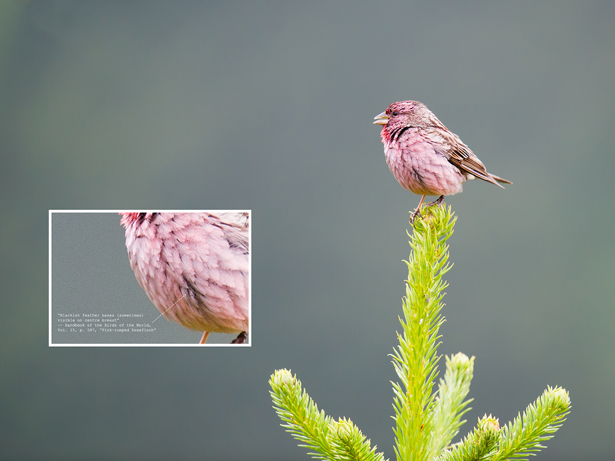 Pink-rumped Rosefinch