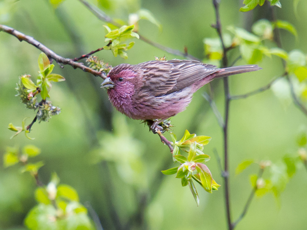 Pink-rumped Rosefinch