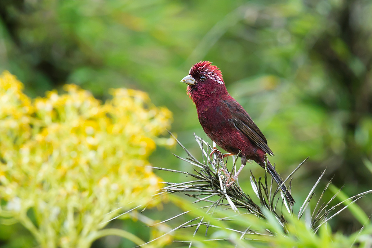 Vinaceous Rosefinch