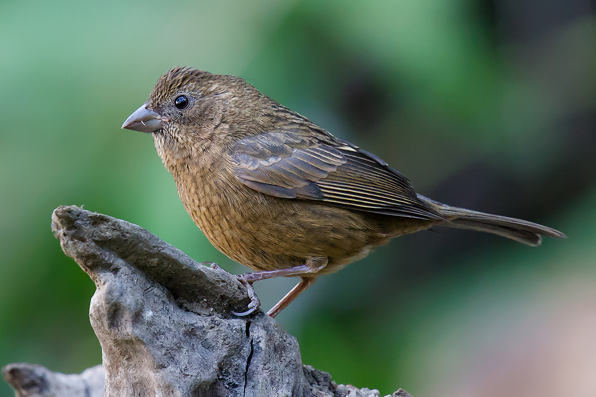 Vinaceous Rosefinch