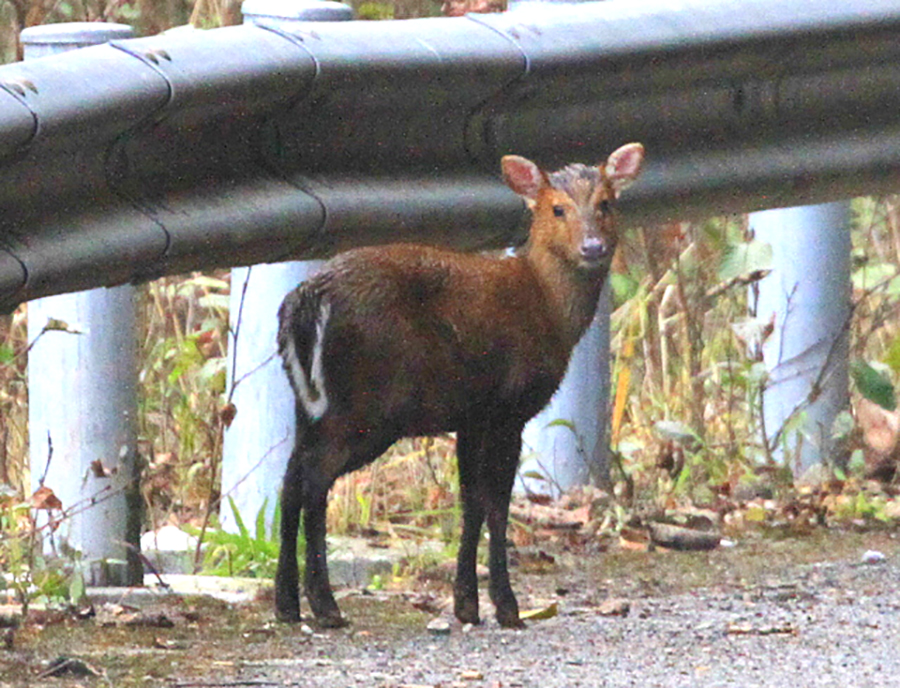 Gongshan Muntjac