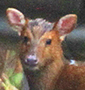 Gongshan Muntjac