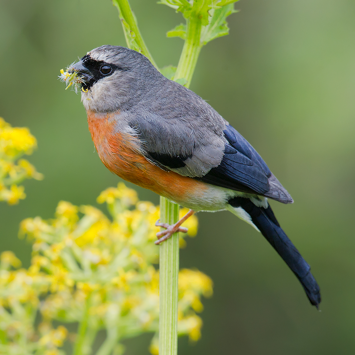 Grey-headed Bullfinch