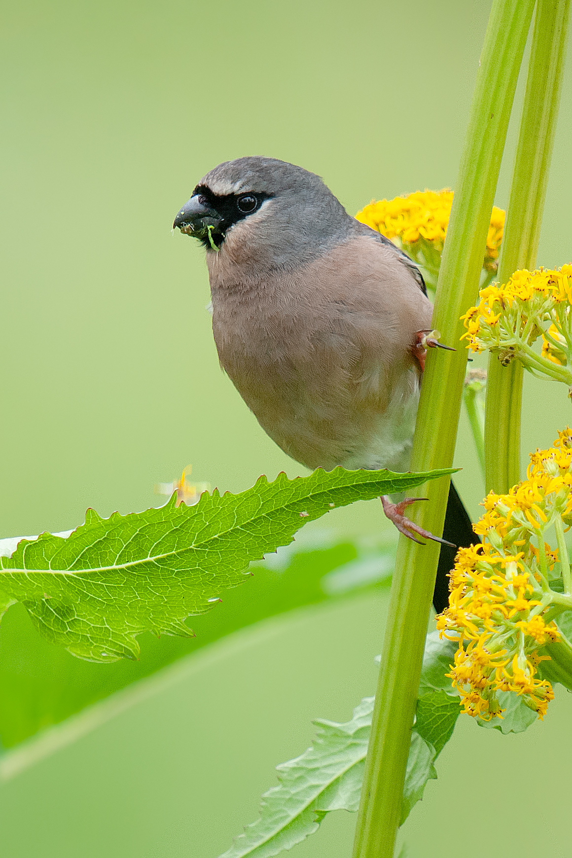 Grey-headed Bullfinch