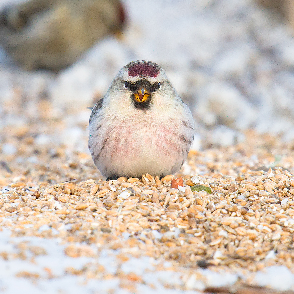 Arctic Redpoll