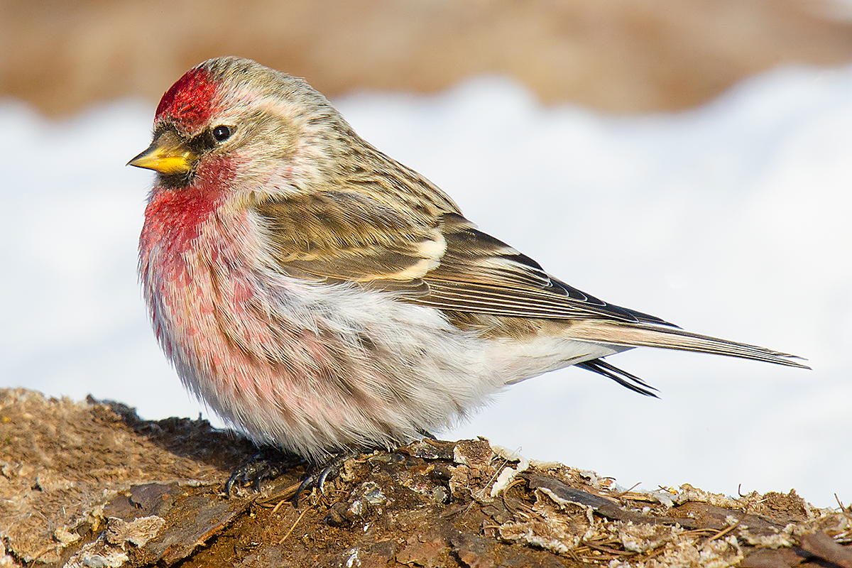 Common Redpoll