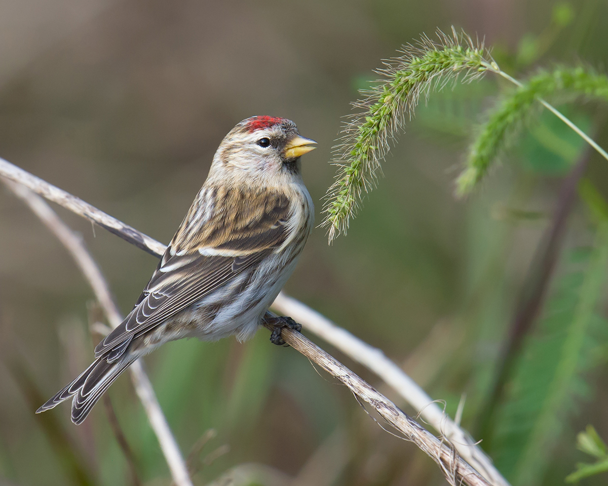 Common Redpoll