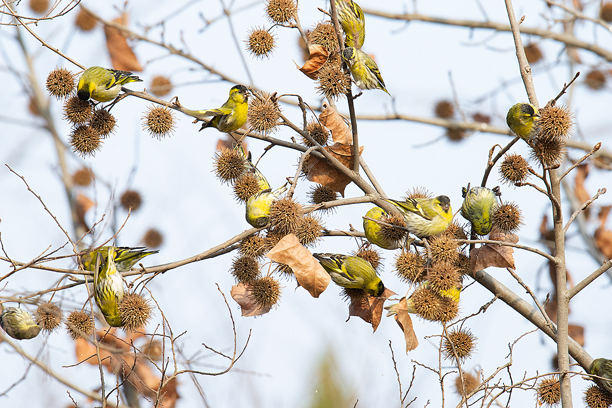 Eurasian Siskin