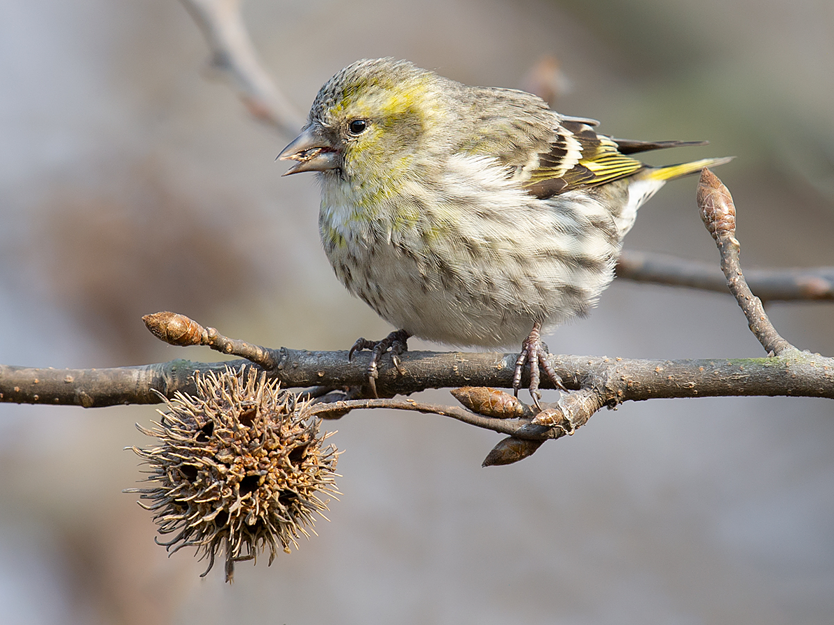 Eurasian Siskin