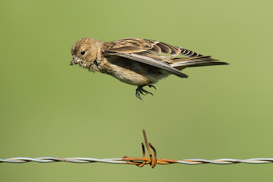 Twite