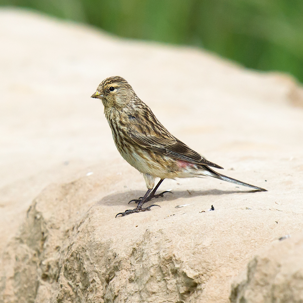 Twite