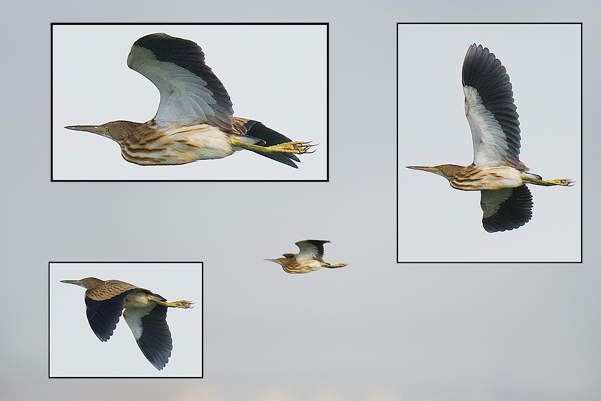 Yellow Bittern