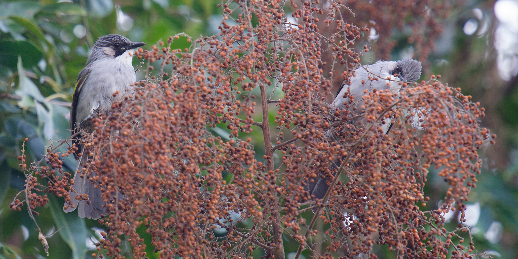 Ashy Bulbul