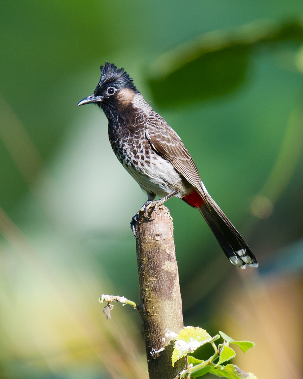 Red-vented Bulbul