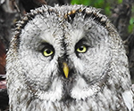 Great Grey Owl