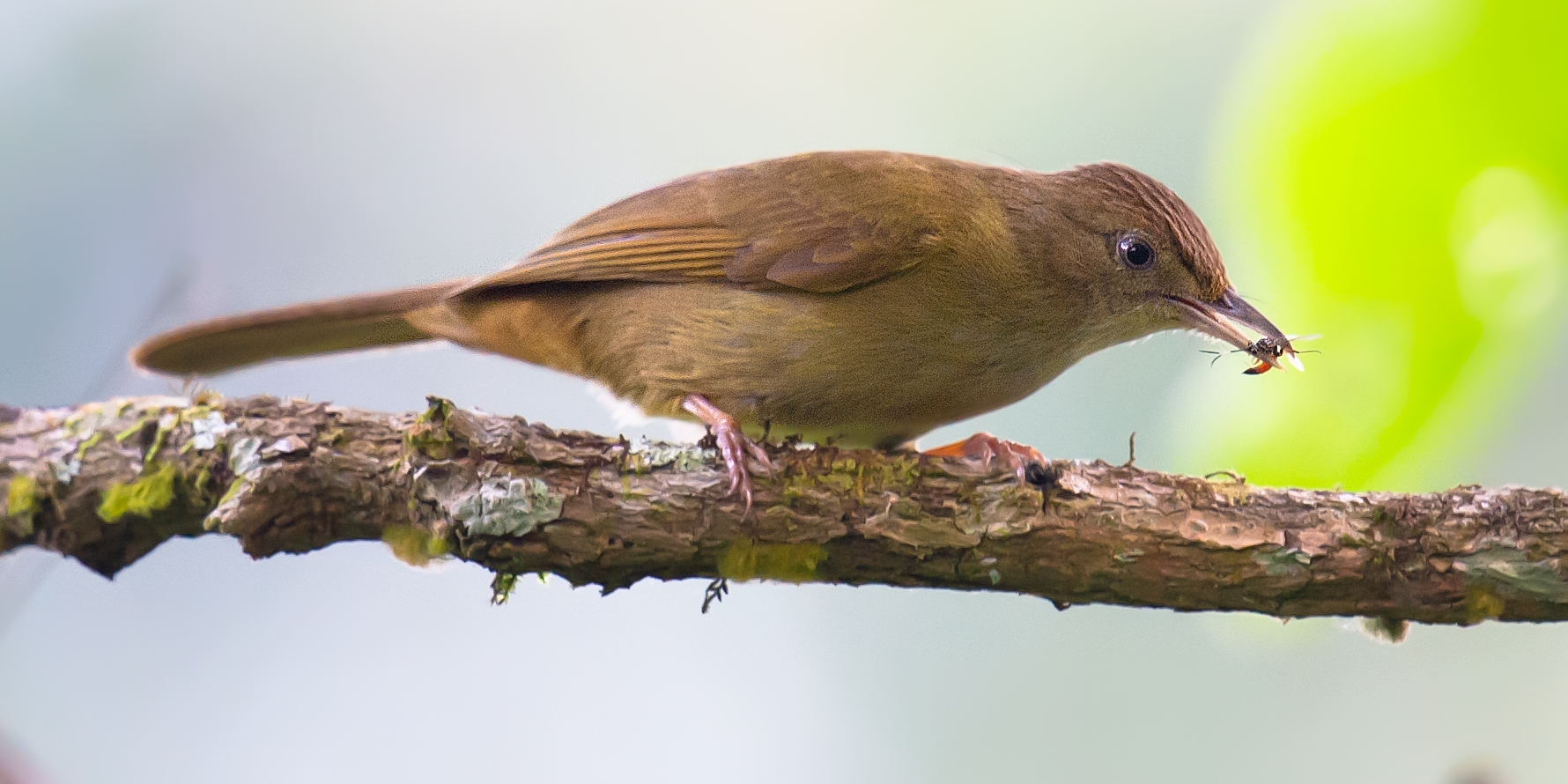 Grey-eyed Bulbul