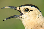 Henderson's Ground Jay-thumb