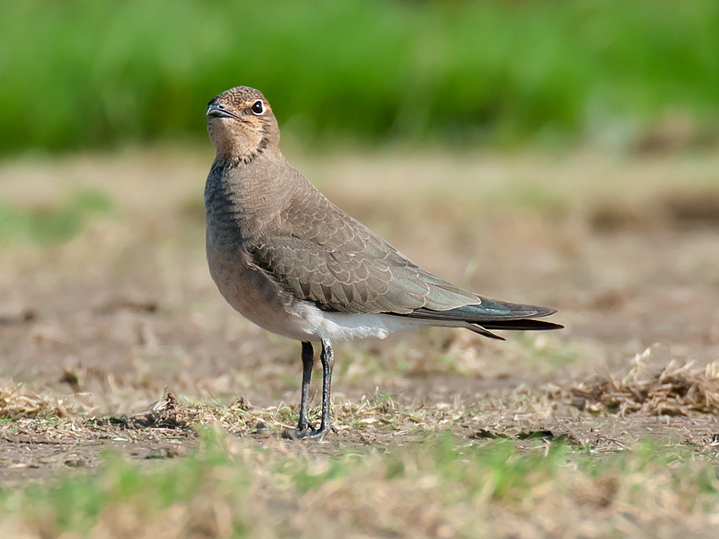 Oriental Pratincole