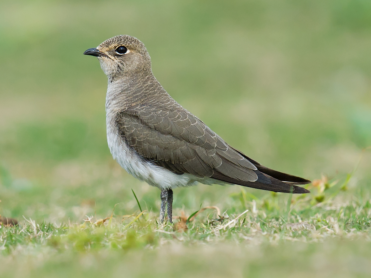 Oriental Pratincole