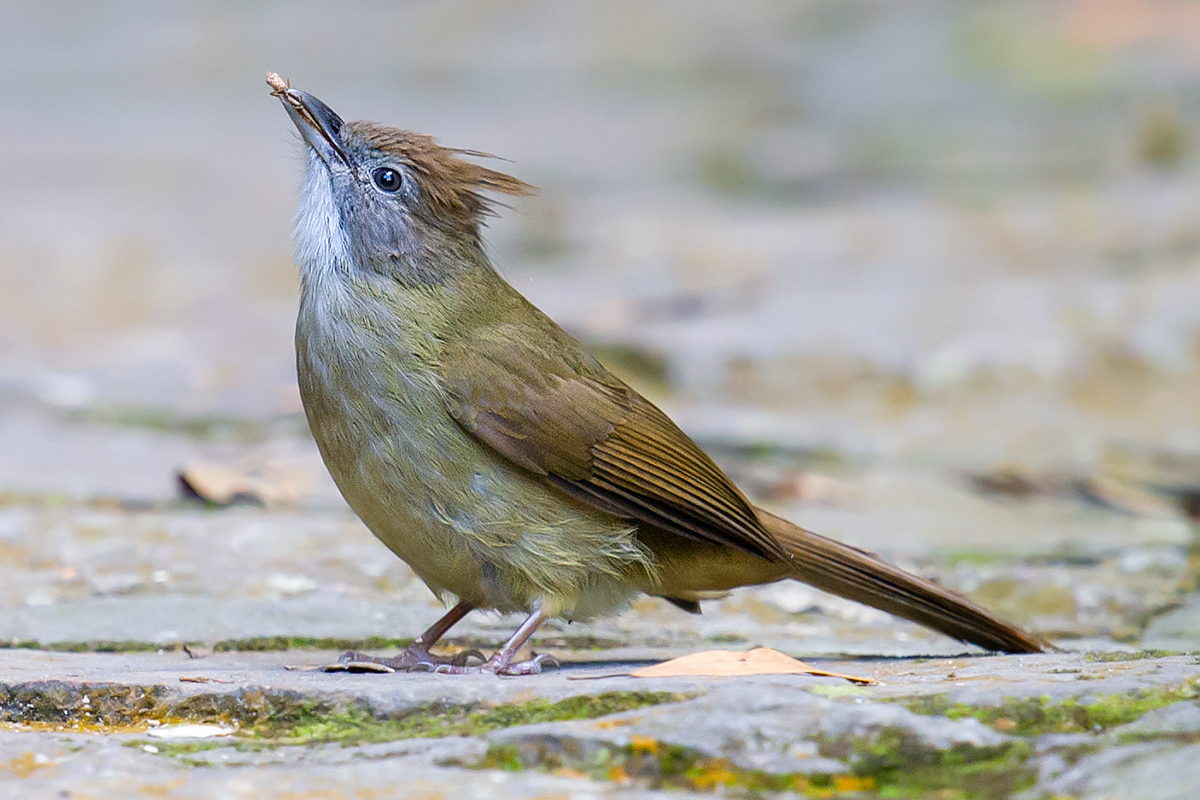 Puff-throated Bulbul