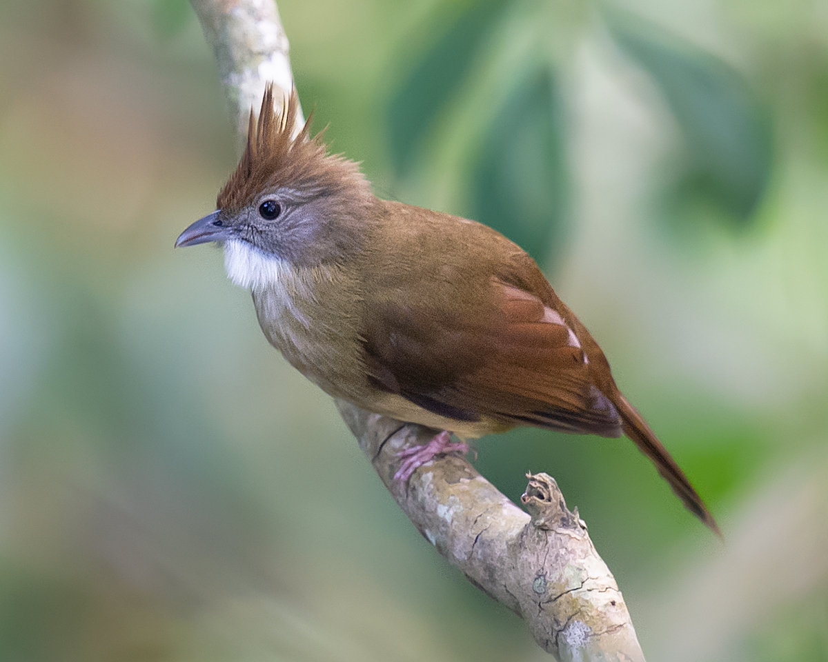 Puff-throated Bulbul