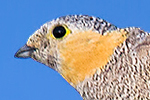 Tibetan Sandgrouse-thumb